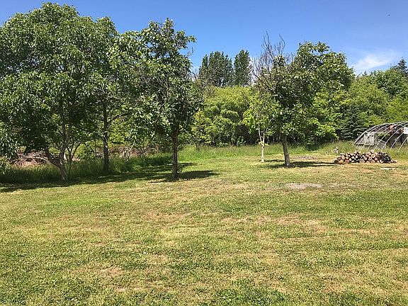 Large yard with walnut trees