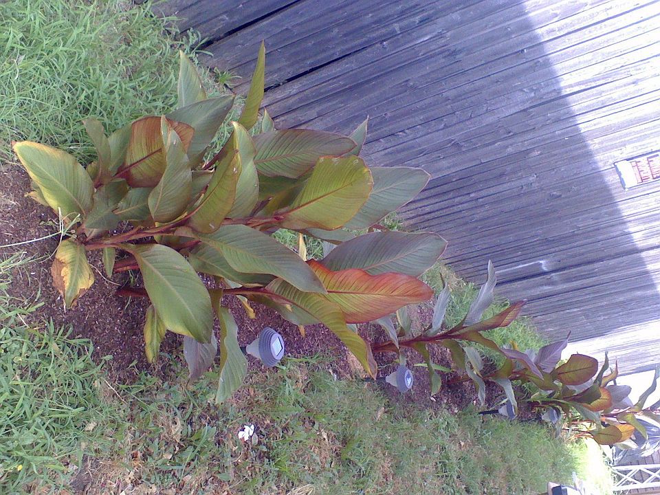 Landscape Backyard B
