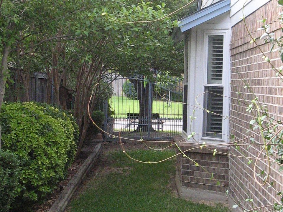 Side yard