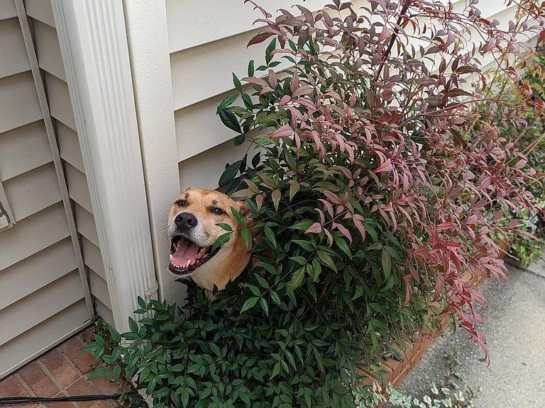 Happy Doggo in courtyard of unit.