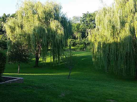 Willow trees