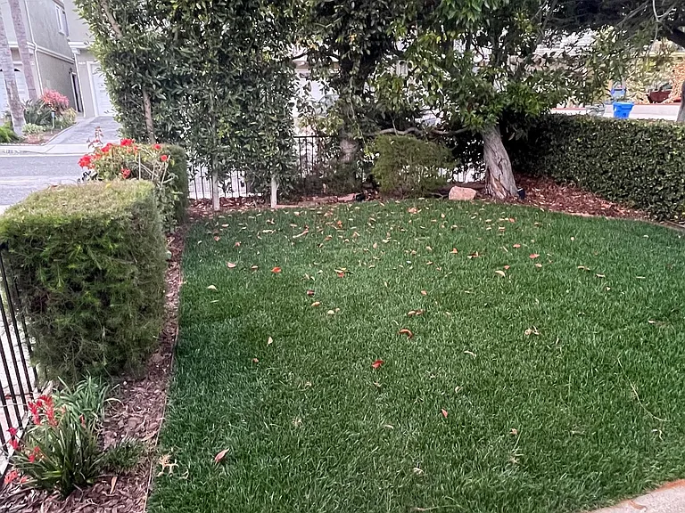 Front Yard off Dining Room