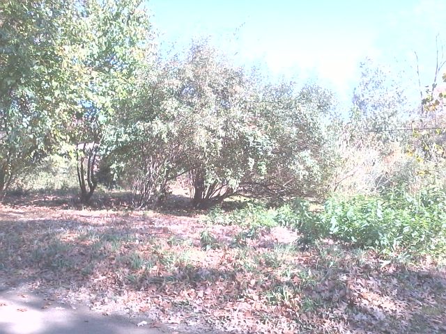 2nd image of 0 Bohn Rd Belleville #7 Acres