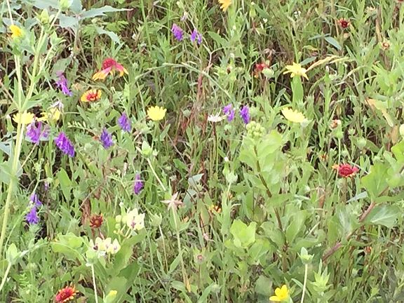Wildflowers support 7 Bee hi