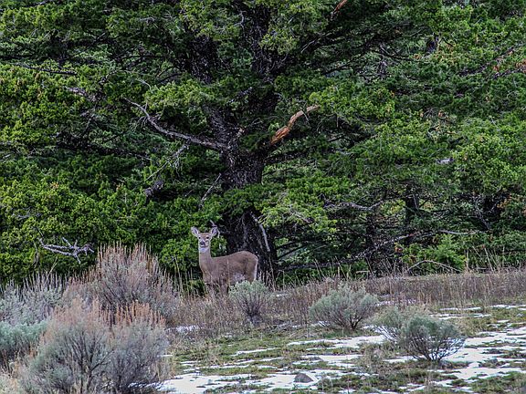 4th image of Tbd Woodchuck Rd