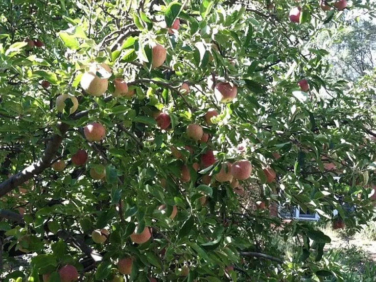 Yard contains many organic fruit trees.