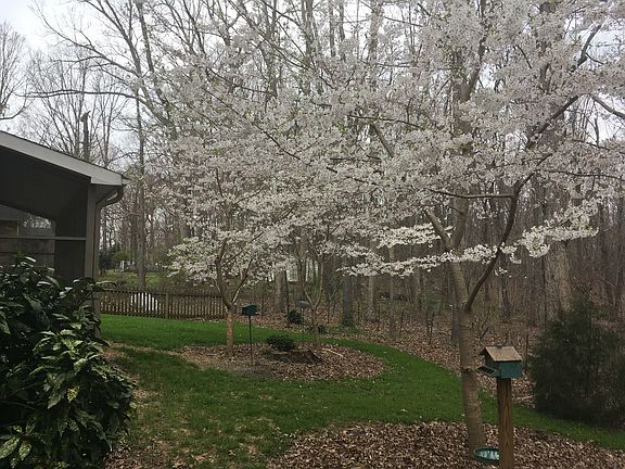 Cherry Trees in Back Yard