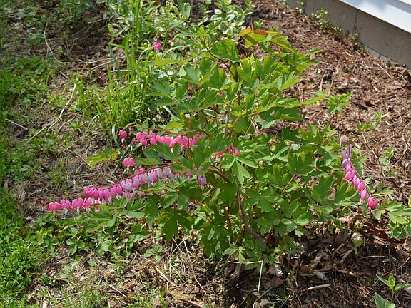 Bleeding Heart Plant