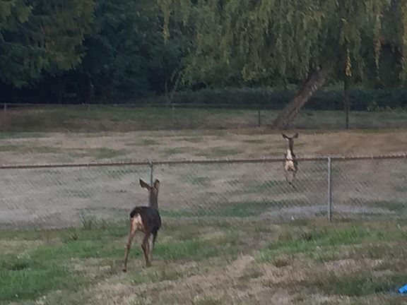 Frequent guests