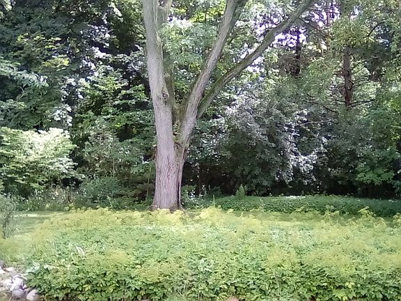 Private park-like back yard