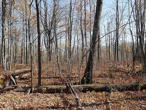5th image of +/-5.17 Acres COUNTY LINE ROAD
