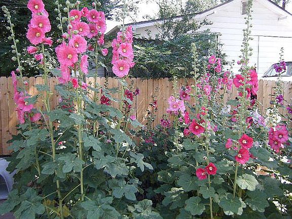 Hollyhock garden