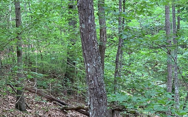 1st image of LOT 18 Bruce Mountain Rd