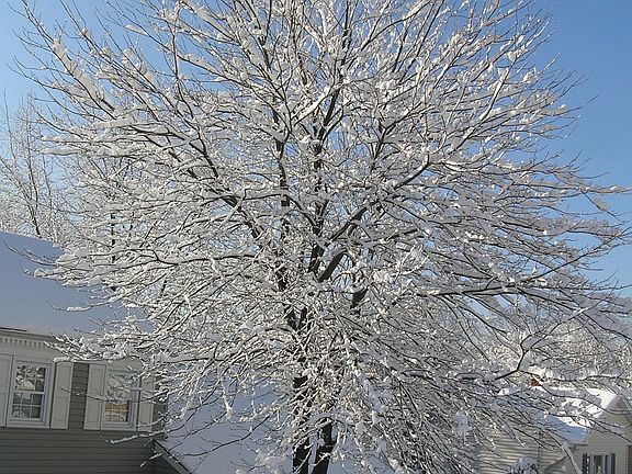 beautiful landscaping