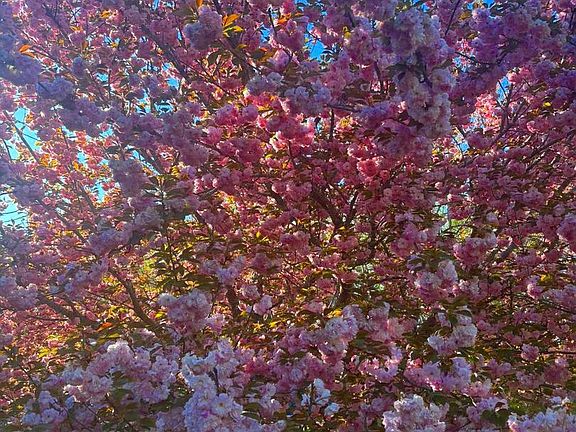 2nd image of 19 Walnut Hill Rd