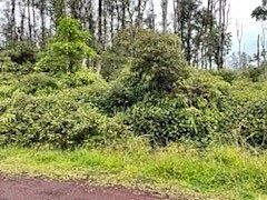 2nd image of Coconut Dr Lot 74