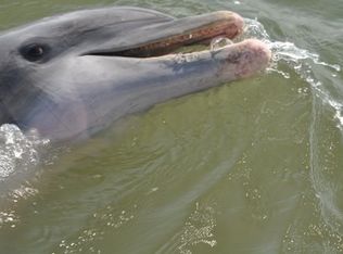 72 Haint Pl, Pawleys Island, SC 29585