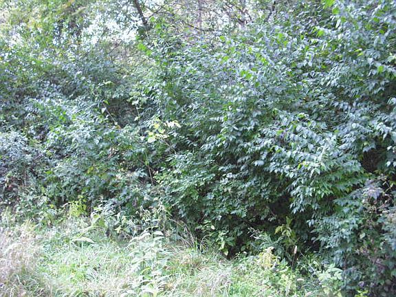 4th image of Acreage Wooded For Sale Darby Creek Rd
