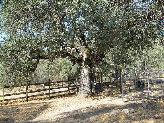 Grand old oak