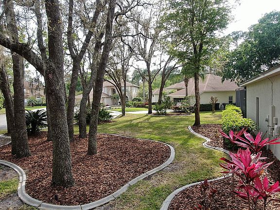 Beautiful Live Oaks 