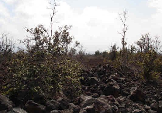 2nd image of Palm Pkwy Lot 3