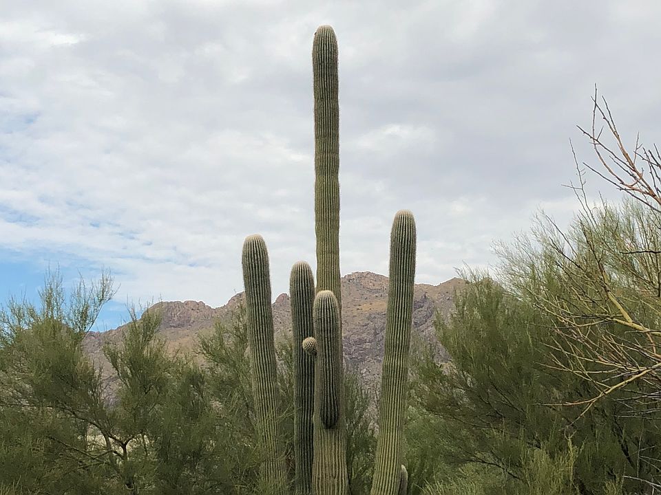 1st image of 7040 N Corte Del Anuncio
