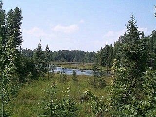 Beaver Pond