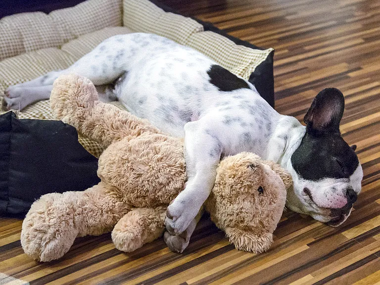 dog photo
