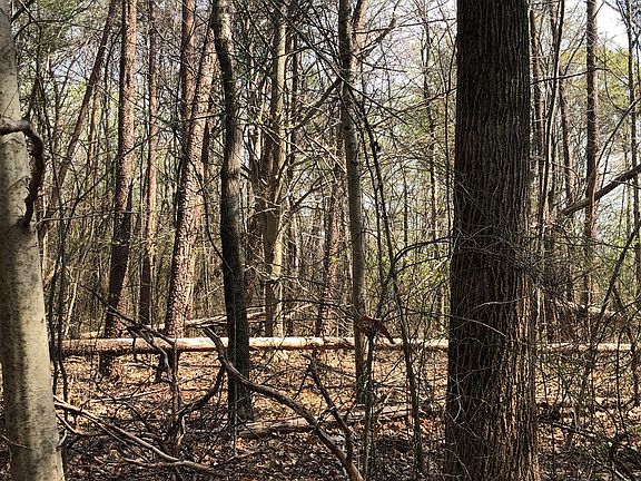 4th image of R761/goosecreek