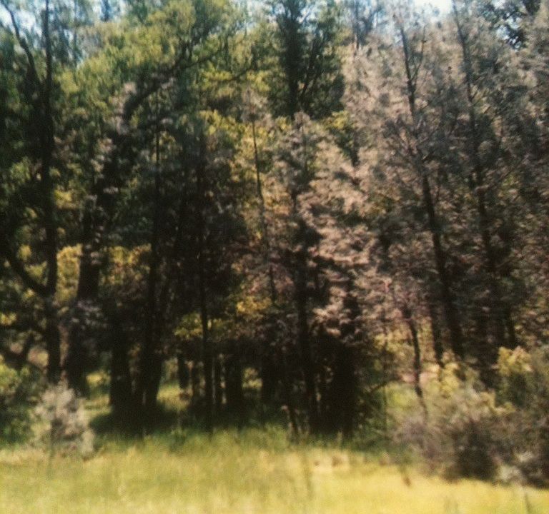 1st image of 19201 Black Oak Dr