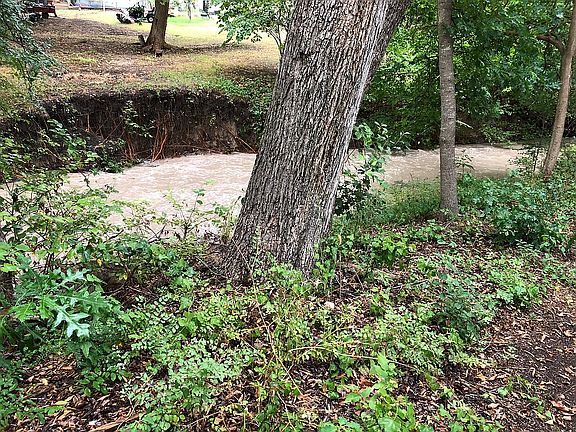 The creek has small fish.