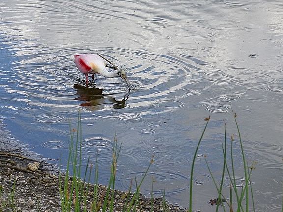 Visiting Roseate Spoonbill.
