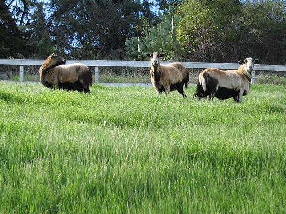 Space for all your animals