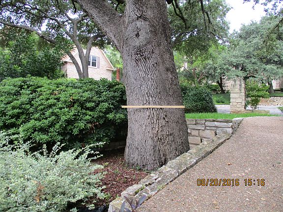 Front Yard Tree