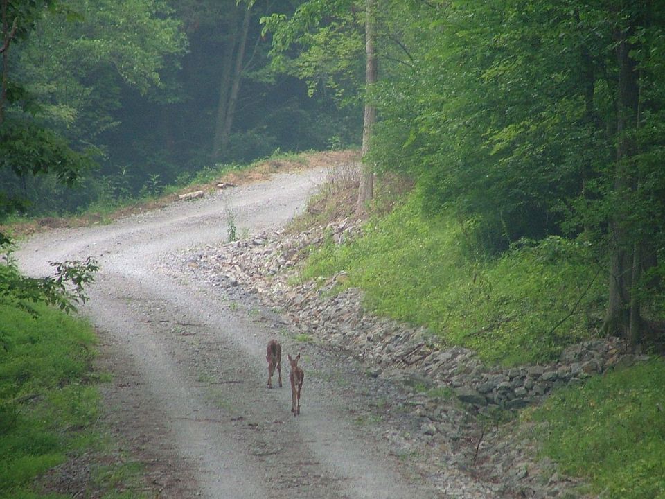 Long secluded drive