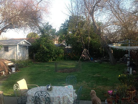 Back Yard- Tangello Tree