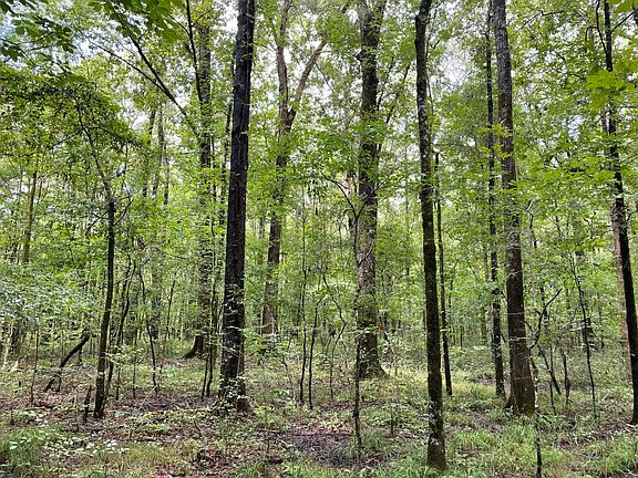 Mature Hardwood Bottom