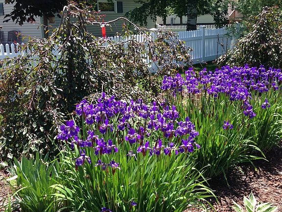 Garden adjacent to alley