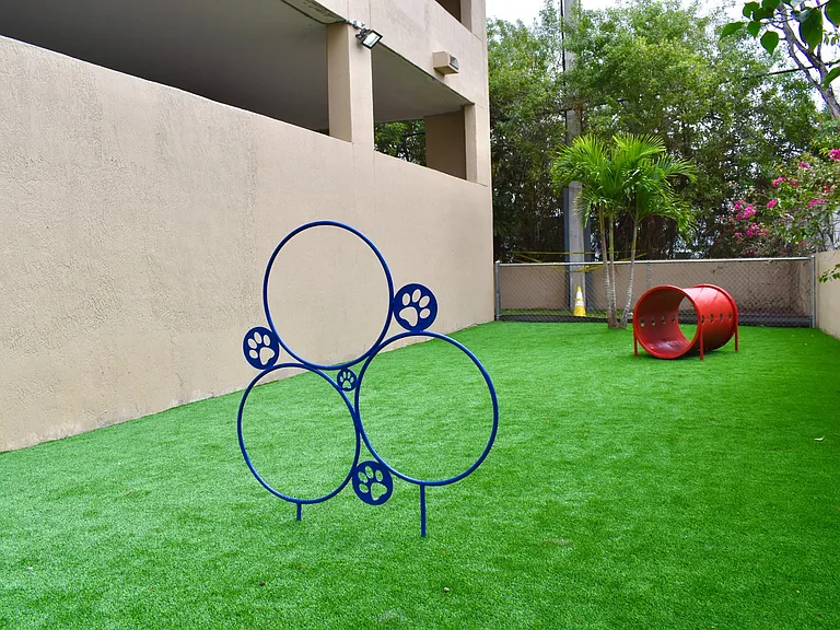 Let your dog play!