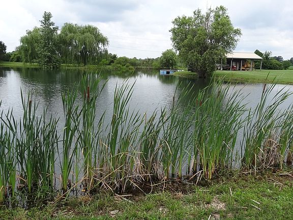 Pond with picnic shelter in distance