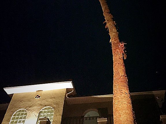 Palm with accent lighting