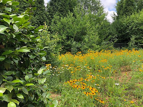 Camellias, black-eye susans, daisies, apple tree