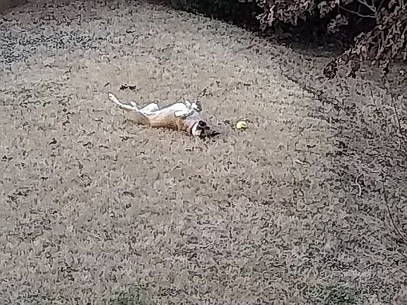 Back yard, Fall 2019
