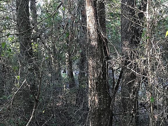 2nd image of LOT 8 Woodman Ave