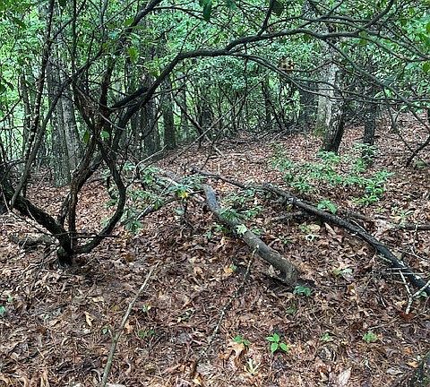 4th image of Lot 105 Meadow Lane or Green Leaf Drive