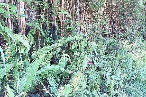 1st image of Lehua St Lot 7068