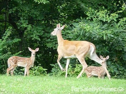 deer
						:
						Deer in backyard