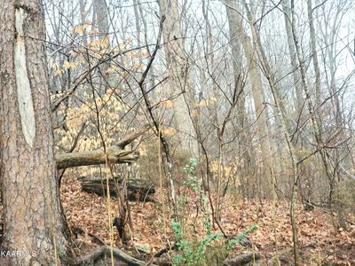 Turner Hollow Rd, Maynardville, TN, 37807