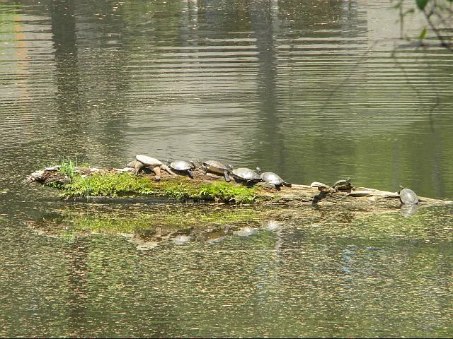 Turtle Family