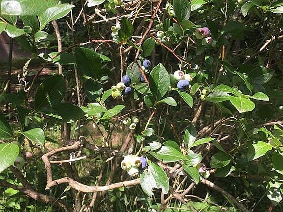 Blueberry Bush